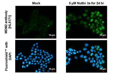 Anti-MDM2 antibody [HL5171] used in Immunocytochemistry/ Immunofluorescence (ICC/IF). GTX645423